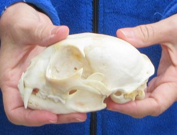 Lynx Cat skull 5 inch