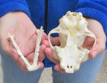 Lynx Cat skull 5 inch