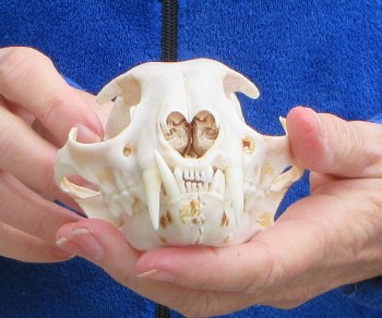 Lynx Cat skull 5 inch