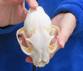 Lynx Cat skull 5 inch