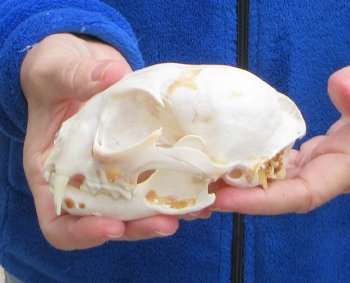 Lynx Cat skull 5 inch