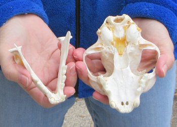Lynx Cat skull 5 inch