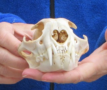 Lynx Cat skull 5-1/4 inch