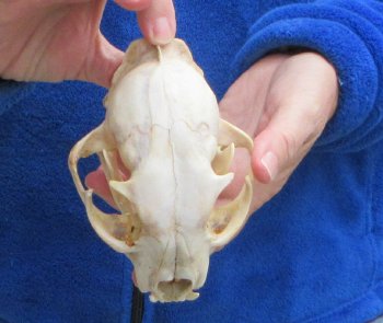 Lynx Cat skull 5-1/4 inch