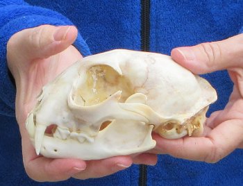 Lynx Cat skull 5-1/4 inch