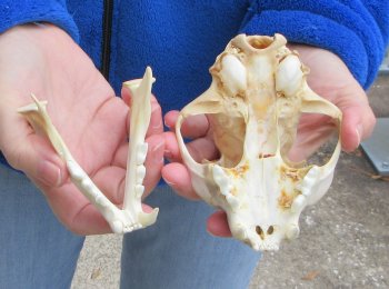 Lynx Cat skull 5-1/4 inch