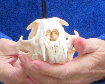 Lynx Cat skull 5-1/4 inch
