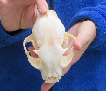 Lynx Cat skull 5-1/4 inch