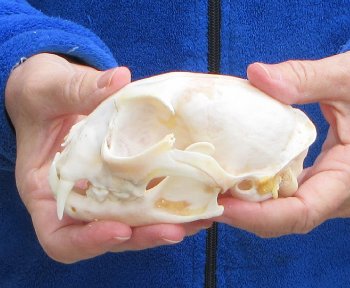 Lynx Cat skull 5-1/4 inch