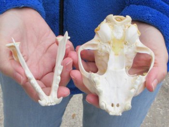 Lynx Cat skull 5-1/4 inch