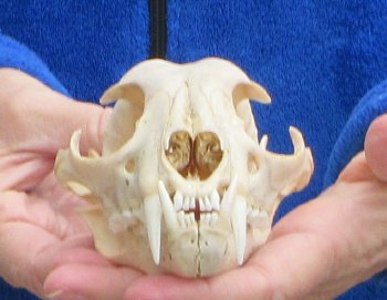 Lynx Cat skull 5 inch