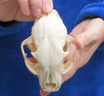 Lynx Cat skull 5 inch