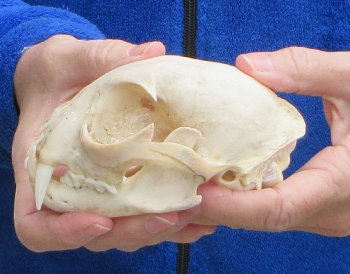 Lynx Cat skull 5 inch
