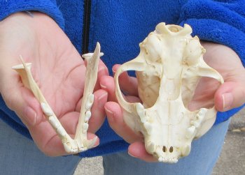 Lynx Cat skull 5 inch