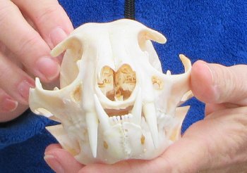 Lynx Cat skull 5-1/4 inch