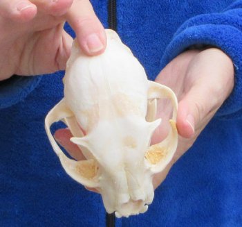 Lynx Cat skull 5-1/4 inch
