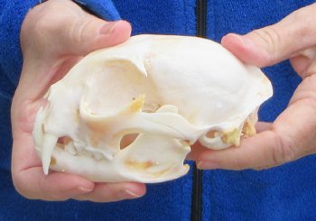 Lynx Cat skull 5-1/4 inch