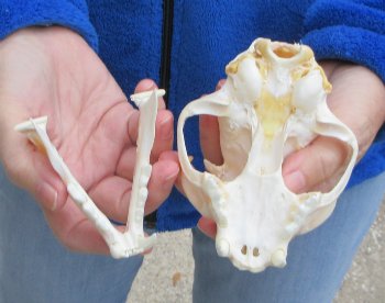 Lynx Cat skull 5-1/4 inch