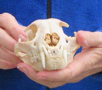 Lynx Cat skull 5-1/4 inch