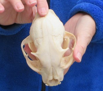 Lynx Cat skull 5-1/4 inch
