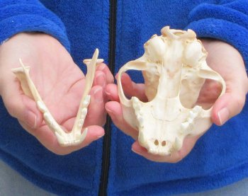 Lynx Cat skull 5-1/4 inch