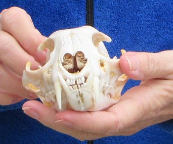 Lynx Cat skull 5 inch