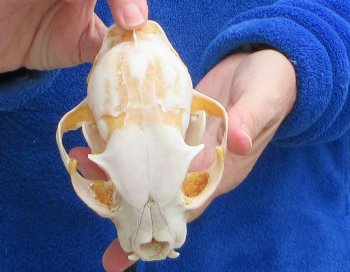 Lynx Cat skull 5 inch