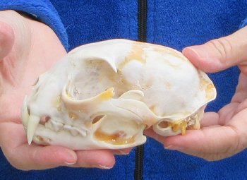 Lynx Cat skull 5 inch