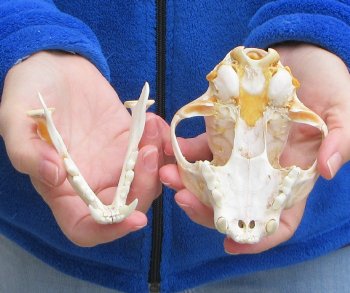 Lynx Cat skull 5 inch