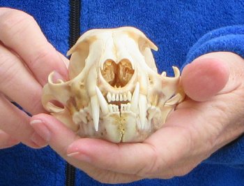 Lynx Cat skull 4-3/4 inch