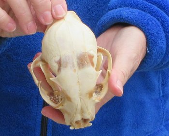 Lynx Cat skull 4-3/4 inch