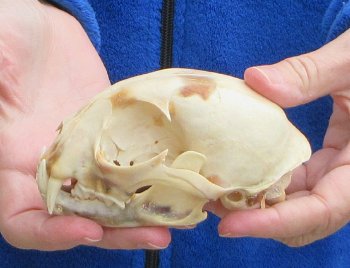 Lynx Cat skull 4-3/4 inch