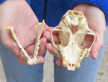 Lynx Cat skull 4-3/4 inch