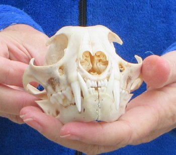 Lynx Cat skull 4-3/4 inch