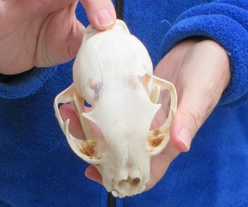 Lynx Cat skull 4-3/4 inch