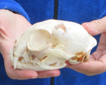 Lynx Cat skull 4-3/4 inch