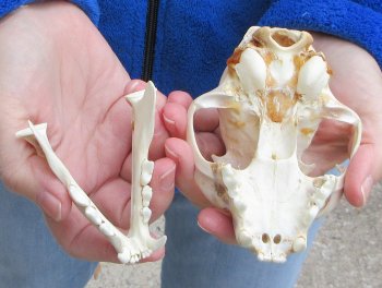 Lynx Cat skull 4-3/4 inch