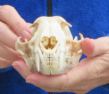 Lynx Cat skull 5 inch