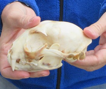 Lynx Cat skull 5 inch