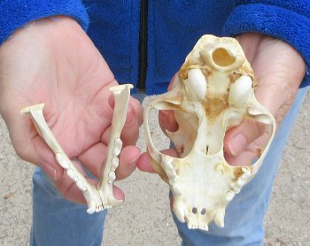 Lynx Cat skull 5 inch