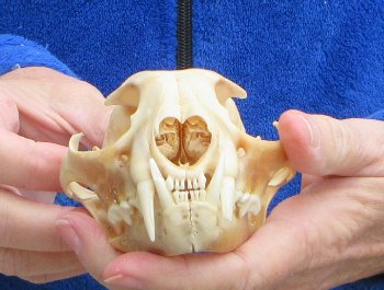 Lynx Cat skull 4-3/4 inch