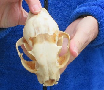 Lynx Cat skull 4-3/4 inch
