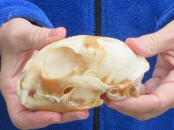 Lynx Cat skull 4-3/4 inch