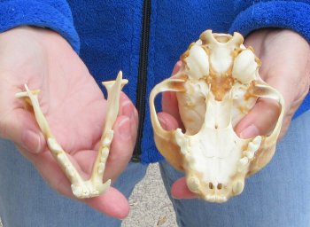 Lynx Cat skull 4-3/4 inch