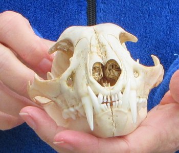 Lynx Cat skull 5-1/4 inch