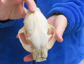 Lynx Cat skull 5-1/4 inch
