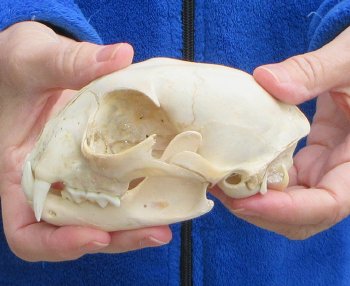 Lynx Cat skull 5-1/4 inch