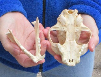 Lynx Cat skull 5-1/4 inch