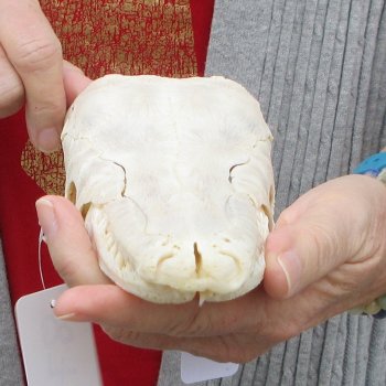 Alligator Gar Skull measuring approximately 10-1/2 inches long