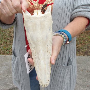 Alligator Gar Skull measuring approximately 10-1/2 inches long
